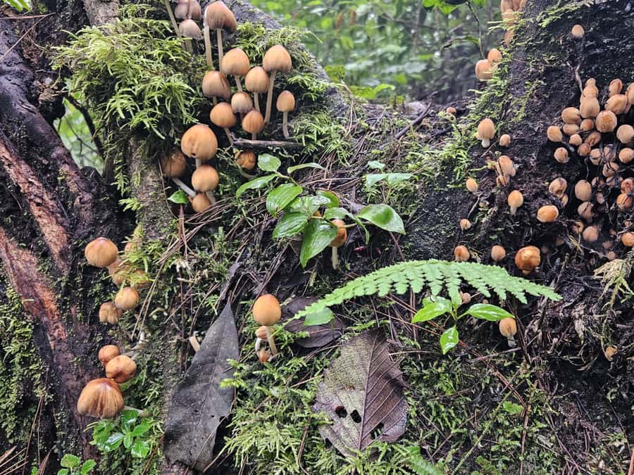 2-day tour from Antigua 1 night in Acatenango Volcano - Day 1 From Antigua to La Soledad, Then Up to Base Camp