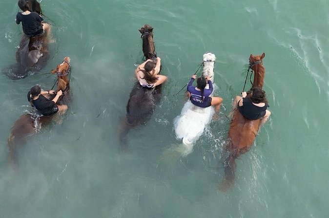 Antigua Horse Ride and Swim - Who this is best for, and who should think twice