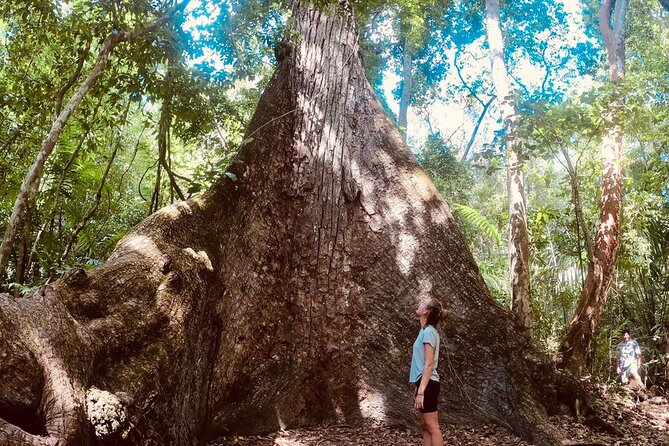 Basic Tour to Tikal Includes Transportation and Guide Service - Lost World Pyramid: a 360-degree view with stairs and serious photo angles