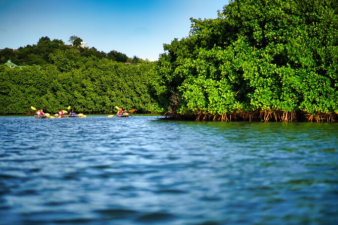 Clear Kayak Tour in Mangrove Antigua - Mangrove EcoTour highlights in Antigua