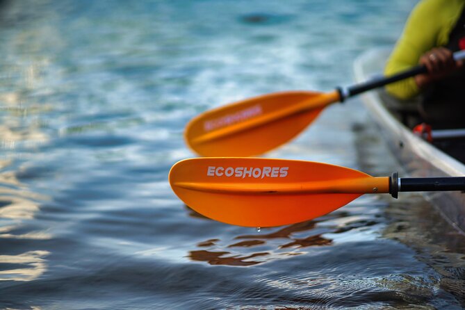 Clear Kayak Tour in Mangrove Antigua - Clear Kayak Tour in Mangrove Antigua: what you do and why it matters