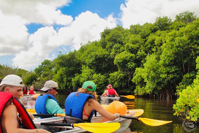 Clear Kayak Tour in Mangrove Antigua - Seeing wildlife from a clear kayak is the main event