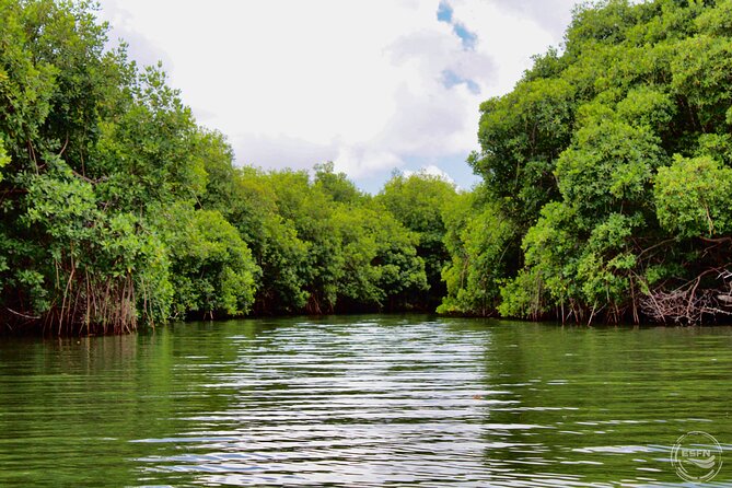 Clear Kayak Tour in Mangrove Antigua - Who should book this Antigua mangrove kayaking trip