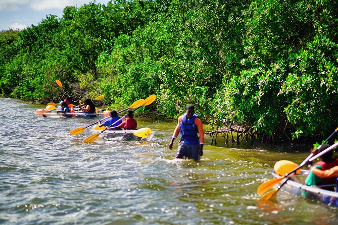 Clear Kayak Tour in Mangrove Antigua - Weather, timing, and what to expect on the day