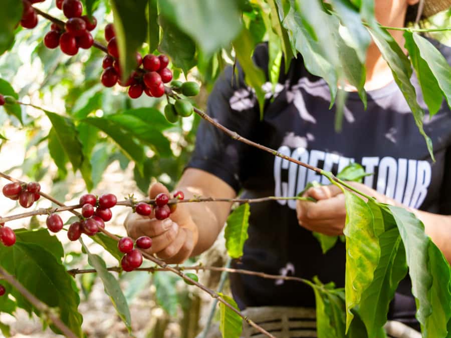 Coffee Tour in Antigua Guatemala - Why the small group format changes the whole coffee lesson