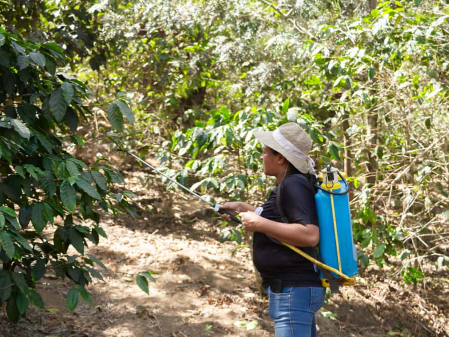 Coffee Tour in Antigua Guatemala - Understanding Guatemalan coffee regions and why they matter