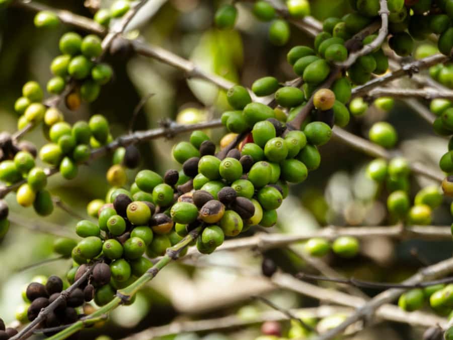 Coffee Tour in Antigua Guatemala - The farm tour walk-through: from coffee plants to processing
