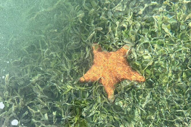 Crystal Kayak & Snorkel Eco Tour (with transfer) - Should You Book the Crystal Kayak & Snorkel Eco Tour?