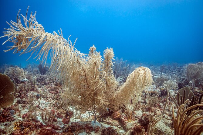 DiveCarib - An Eco-Friendly Certified Diver Trip in Antigua - At the first underwater site: safety checks, guided time, and hands to yourself