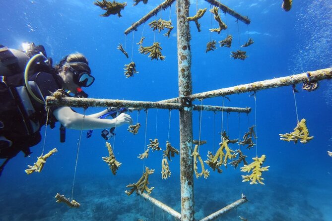 DiveCarib - An Eco-Friendly Certified Diver Trip in Antigua - The no-touch, no-take, no-feeding policy, and how it protects what you came to see