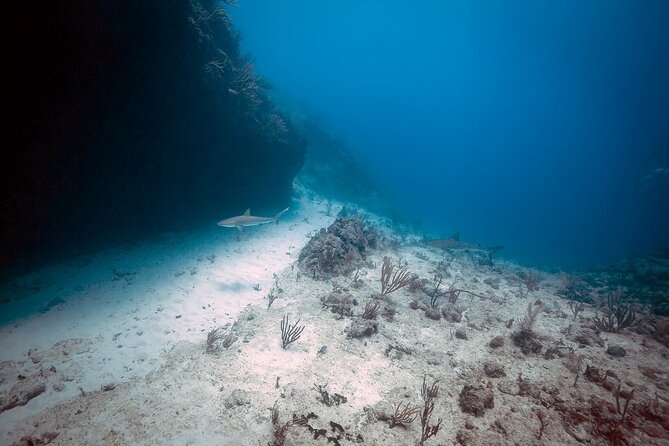 DiveCarib - An Eco-Friendly Certified Diver Trip in Antigua - Marine life time with a guide who knows Antigua’s underwater world