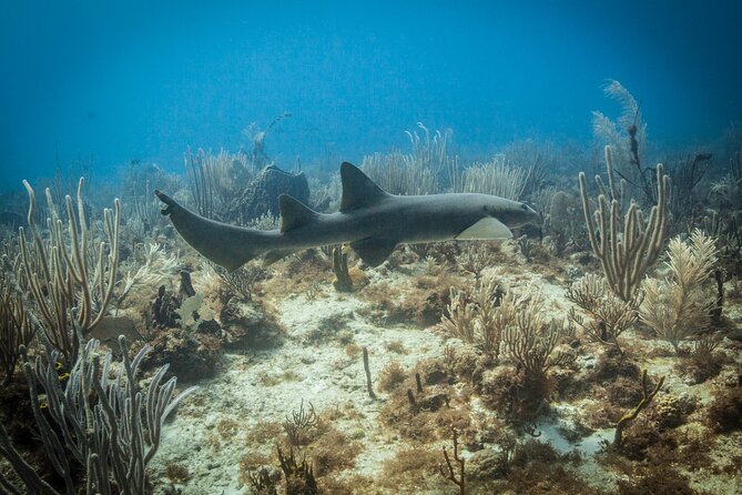 DiveCarib - An Eco-Friendly Certified Diver Trip in Antigua - When surge or conditions change: Black Point as a practical example