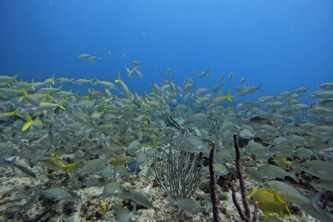 DiveCarib - An Eco-Friendly Certified Diver Trip in Antigua - Price and value: is $199 a fair deal for Antigua?