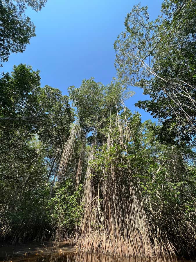 El Paredón: Mangrove Boat Tour with Optional Fishing - Key Things You’ll Like About This El Paredón Mangrove Tour