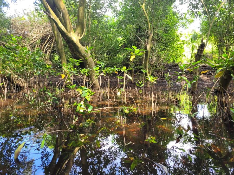 El Paredón: Mangrove Boat Tour with Optional Fishing - The Hands-On Best Part: Planting Your Own Mangrove
