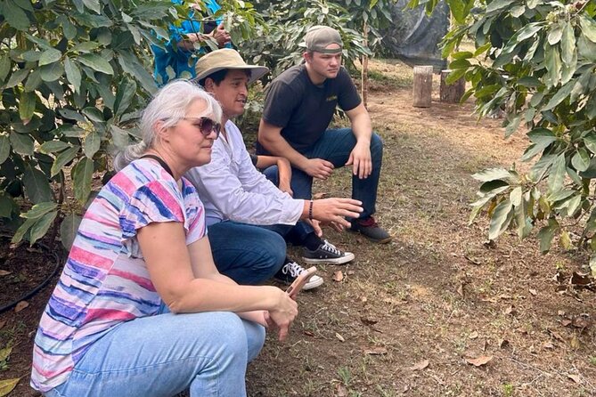 Experience: Organic Coffee, Avocados, Honey & More! - Bees and Honey, With a Look at the Setup