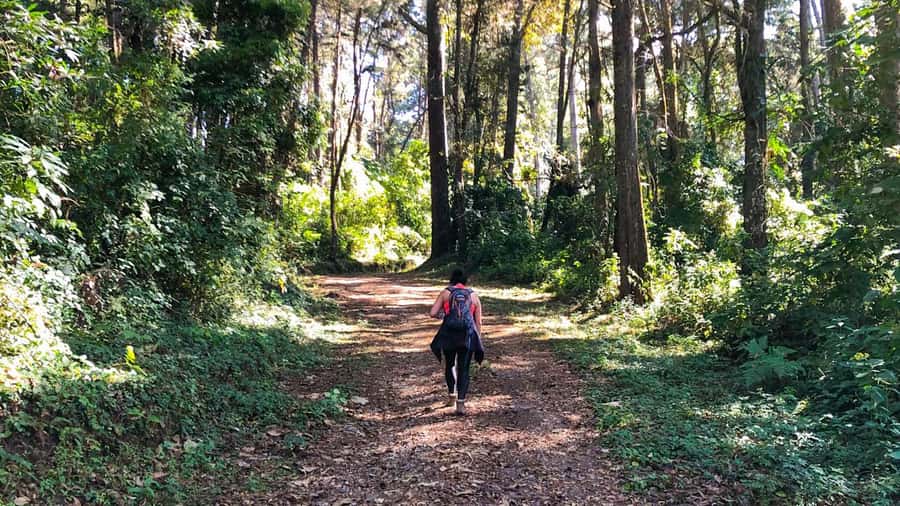 From Antigua Guatemala: Birdwatching and Scenic Hiking Tour - Finca El Pilar near Antigua, built for birds and hikers