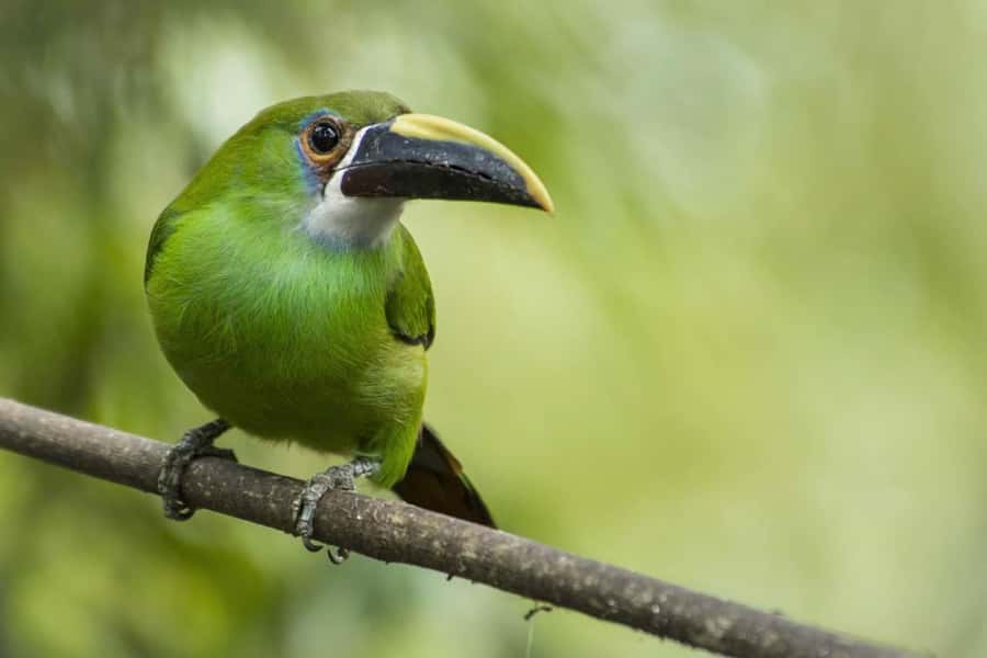 From Antigua Guatemala: Birdwatching and Scenic Hiking Tour - Who should book this tour, and who should skip it