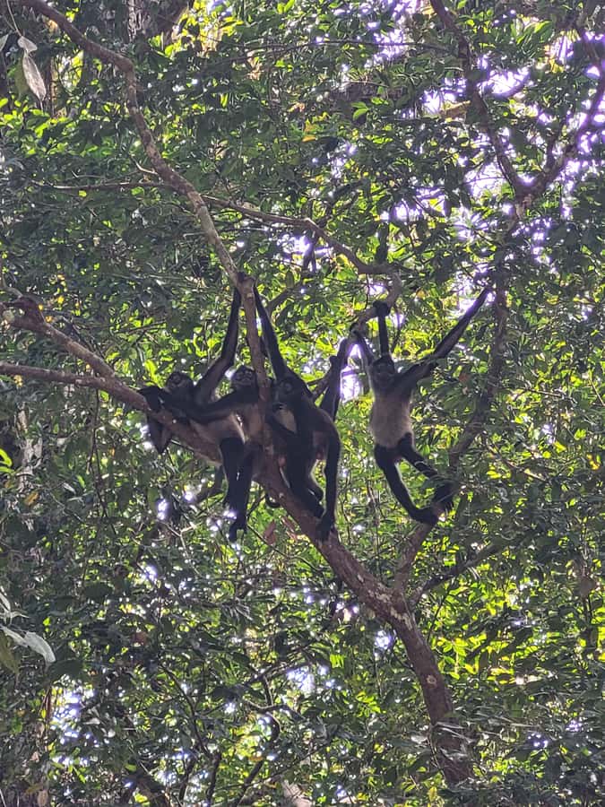 From Flores: Tikal VIP Exclusive cultural Tour All inclusive - Wildlife and plant life: why the jungle becomes part of the ruins
