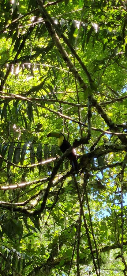 From Flores: Tour Tikal All Inclusive - Tikal by 7:30 am: what makes this day trip feel organized