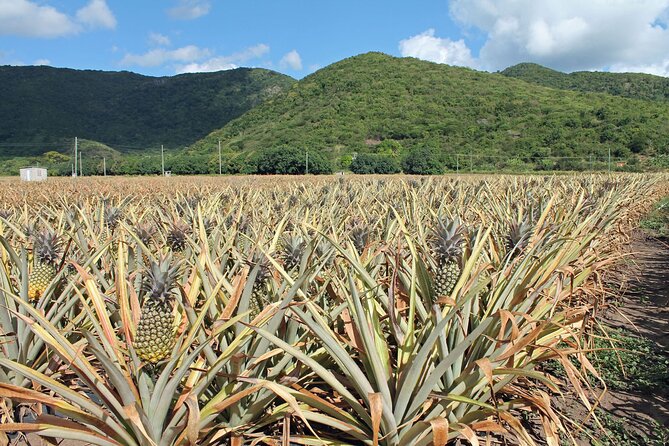 Half-Day Tour: A Taste of Paradise and History of Antigua - Getting around in the air-conditioned minivan, plus timing reality