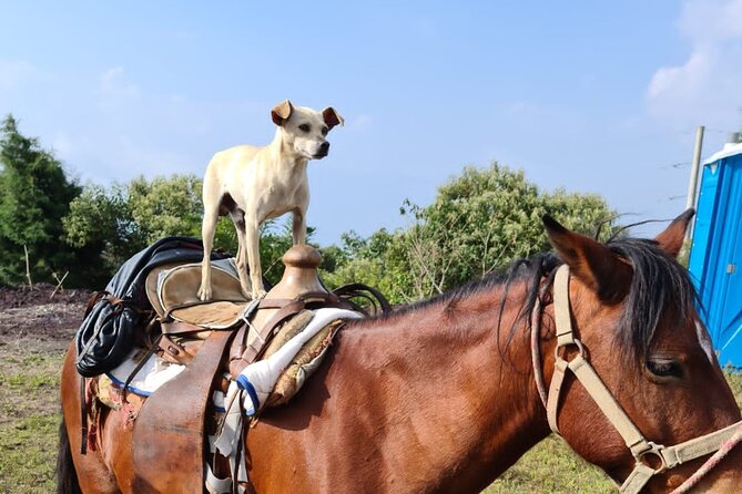 Pacaya Volcano Luxury Sunset Horseback Riding Tour/ Dinner Cooked by-Lava Chef - Final Call: Should You Book This Pacaya Horse Tour?