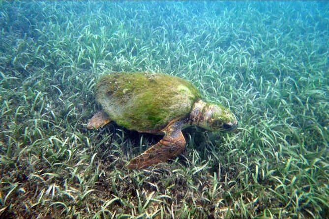 Private Snorkeling and Sightseeing Tour of Antigua - Price and Value: What You Pay, What You Add, and What You Get Back