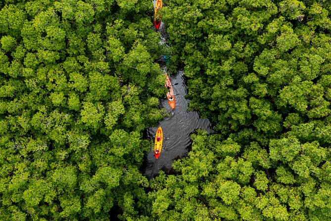 SoCoHo Eco Half Day - Mangrove Kayak & Reef Snorkeling - Quick hits before you book