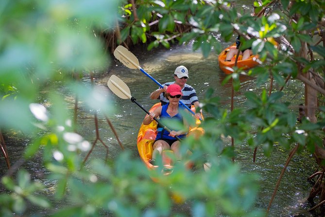 SoCoHo Eco Half Day - Mangrove Kayak & Reef Snorkeling - What you eat, what you drink, and where lunch fits
