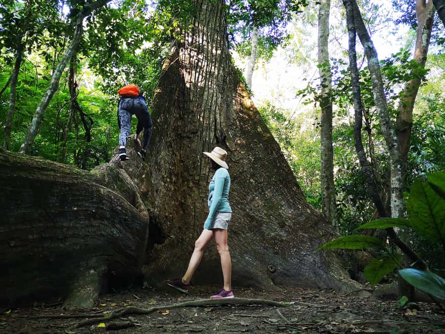 Tikal Sunrise, Archeological focus and Wildlife Spotting - Key Points You’ll Care About