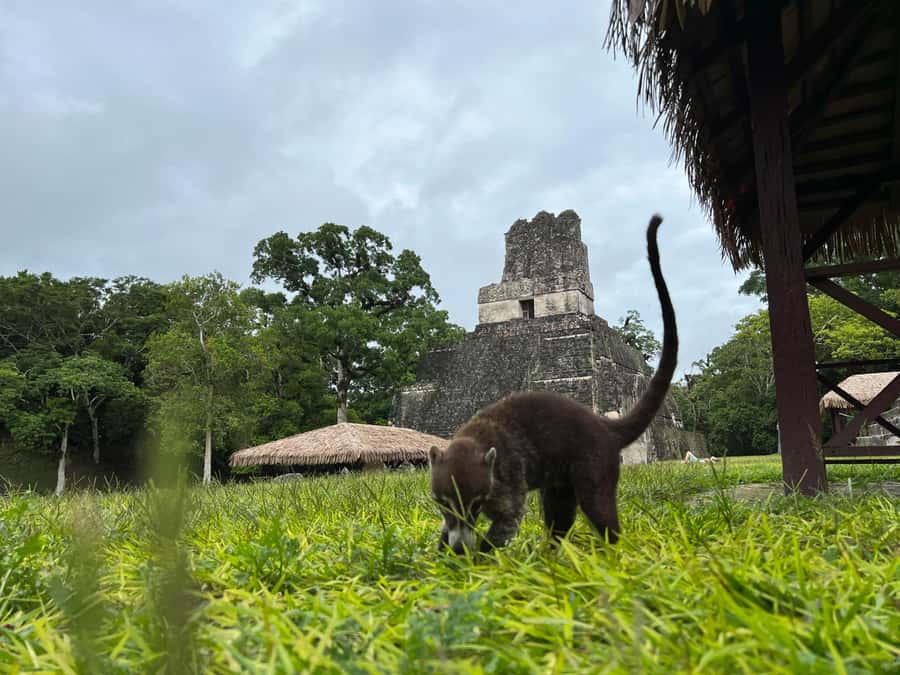 Tikal Sunrise, Archeological focus and Wildlife Spotting - Meals That Match a Real Morning and a Long Walk