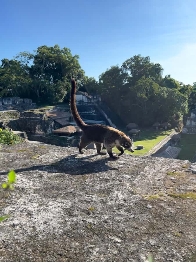 Tikal Sunset, Archeological focus and Wildlife Spotting - Palace of Grooves and the story of a wealthier, separate complex