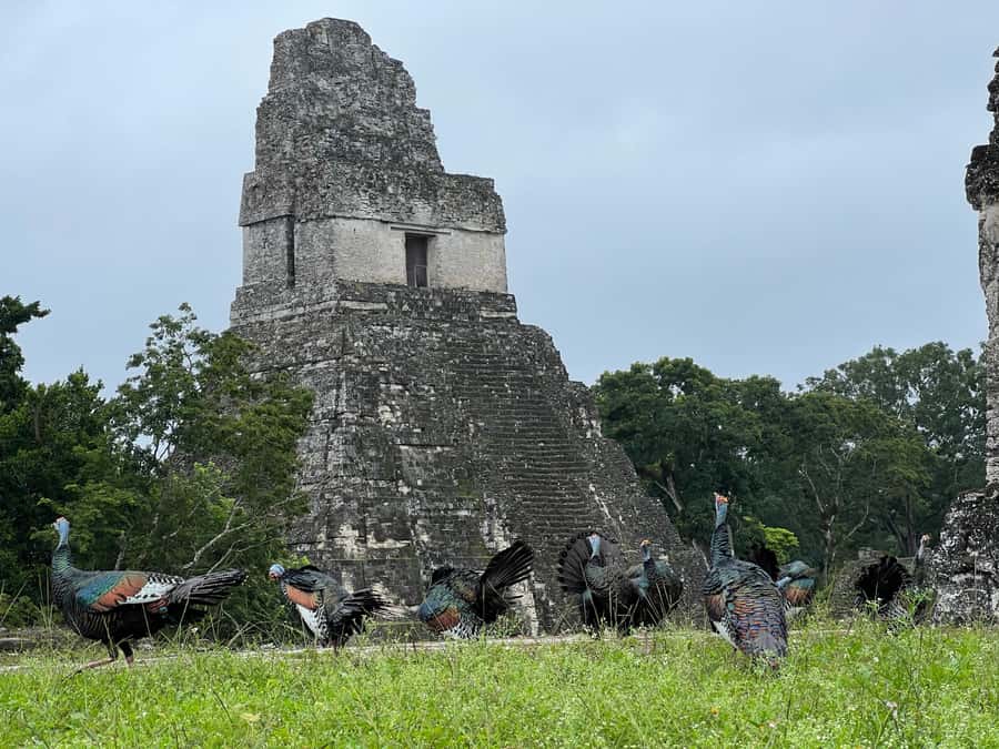 Tikal Sunset, Archeological focus and Wildlife Spotting - Great Plaza: the energetic core, stelae, and surrounding monuments
