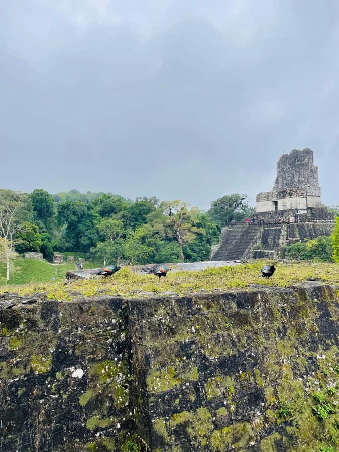 Tikal Sunset Experience: Archaeological Tour + Sunset Views - Wildlife spotting with guides like Edin, Sergio, Luis, and Daniela