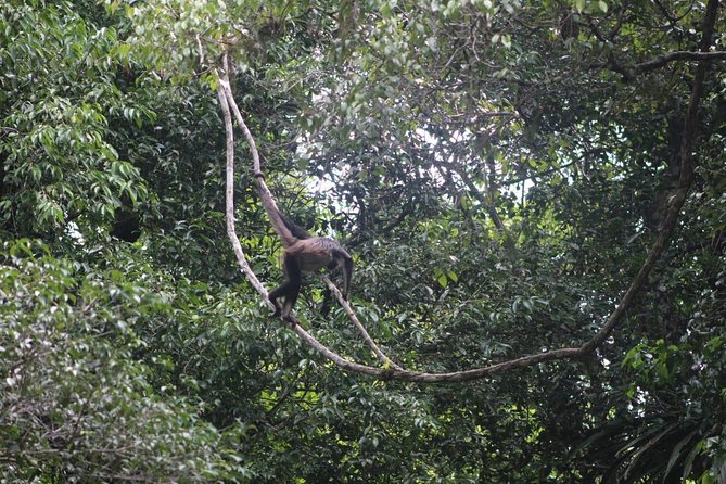 Tikal Tour From Flores, airport and Tikal hotels in Guatemala - Who should book this private Tikal tour from Flores