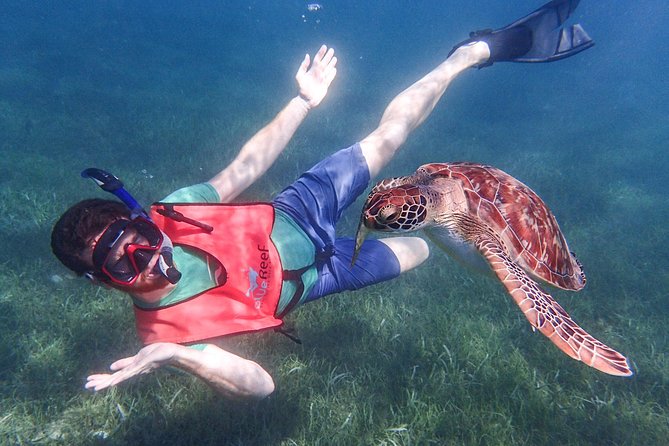 Under the Sea snorkeling(Stingray/Kayak/ Power Snorkel available) - Key highlights to expect