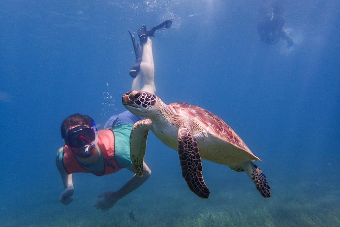 Under the Sea snorkeling(Stingray/Kayak/ Power Snorkel available) - Where You’ll Snorkel in Antigua, and Why That Matters