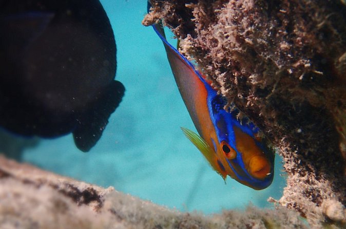 Under the Sea snorkeling(Stingray/Kayak/ Power Snorkel available) - Your 3-Hour Plan from St John’s, and How to Time Your Day