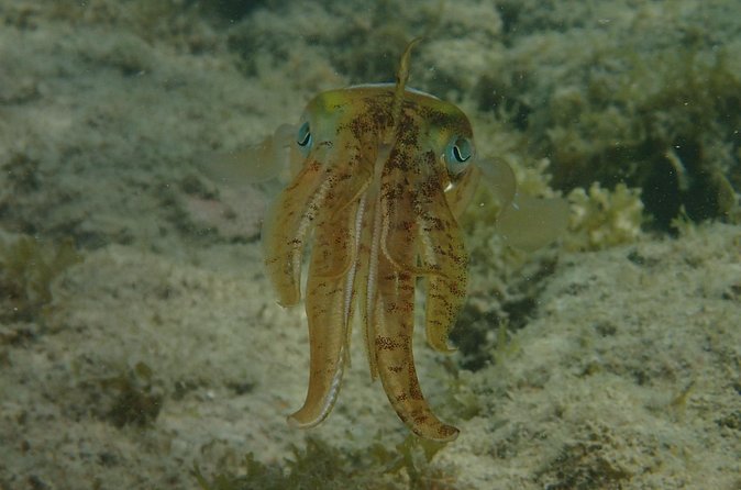 Under the Sea snorkeling(Stingray/Kayak/ Power Snorkel available) - Price and Value: Is $150 Worth It?