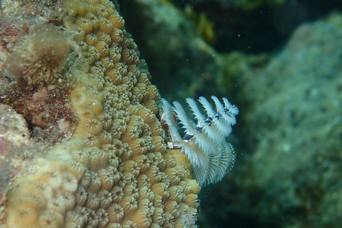 Under the Sea snorkeling(Stingray/Kayak/ Power Snorkel available) - What’s Included vs Not: Gear Rules Can Save You Money